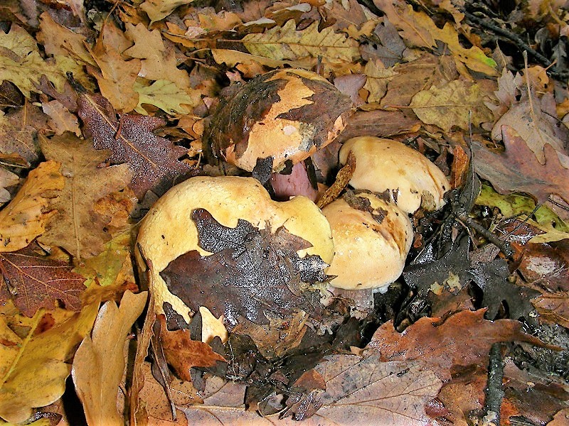 1130 Ottobre vecchio ritrovamento